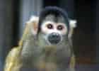 ボリビアリスザルの写真 2